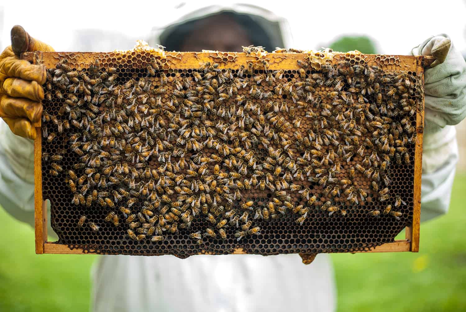 The easiest way to Start a Beehive * Massive Weblog of Gardening