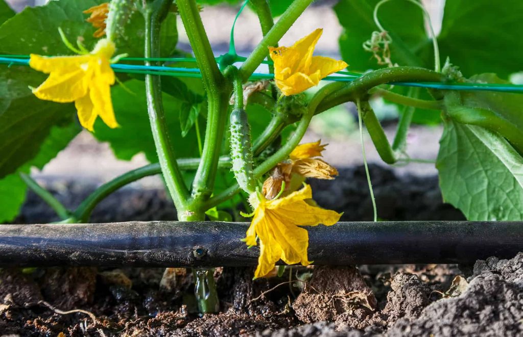 Drip Irrigation Fundamentals (with Films) * Huge Weblog of Gardening