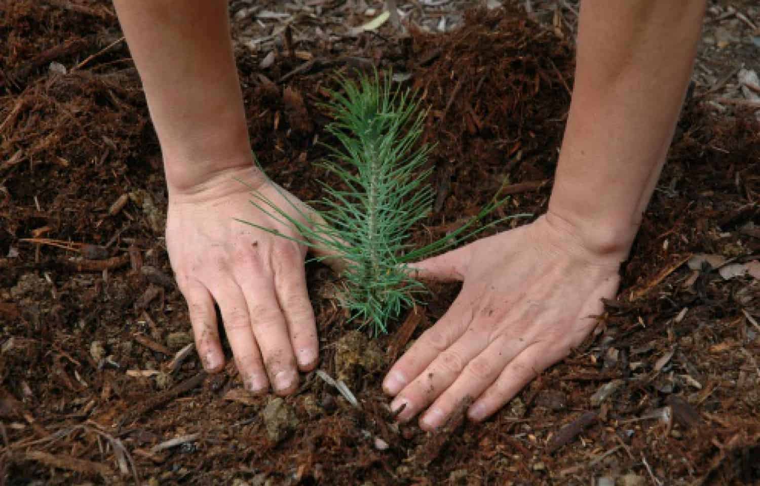 Bulk Tree Seedlings For Planting Massive Areas * Huge Weblog of Gardening