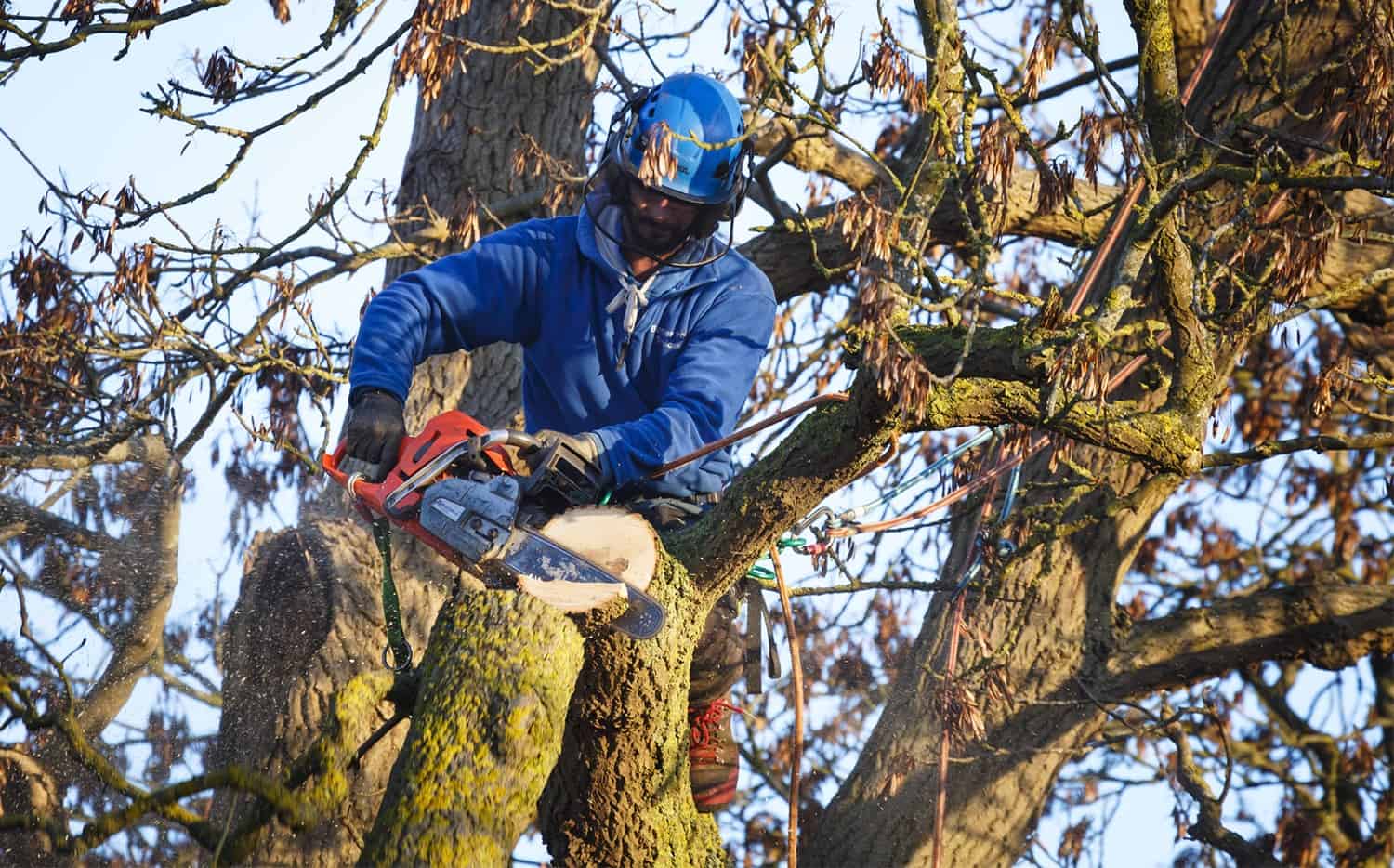 How To Safely Cut back Down a Large Tree * Massive Weblog of Gardening