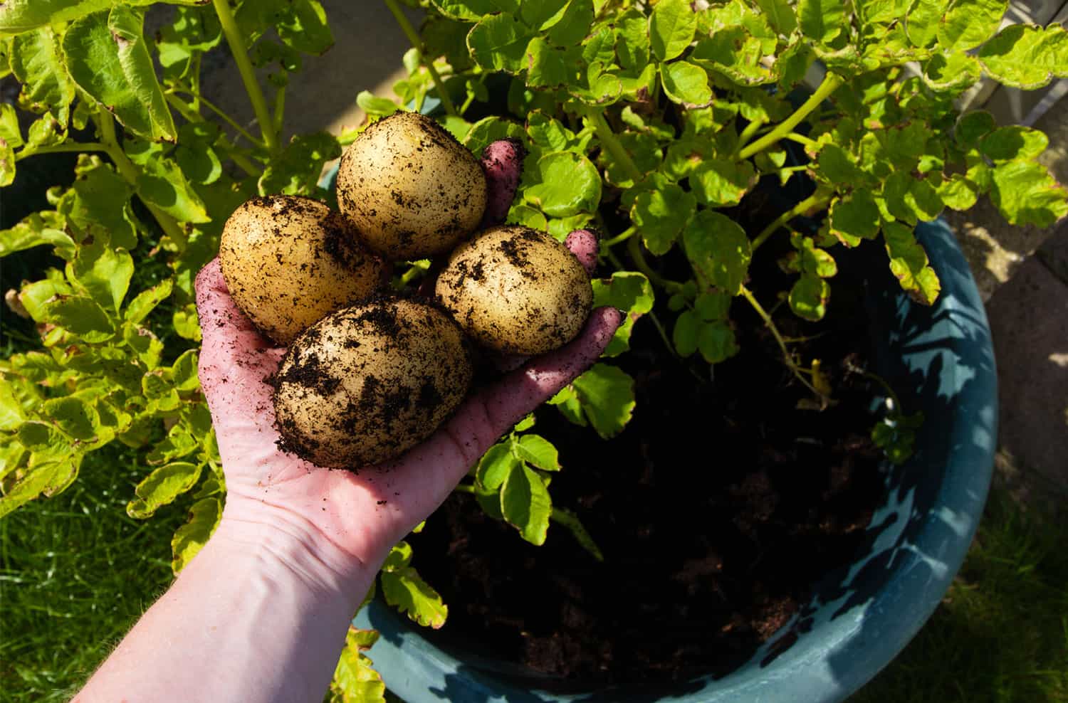 How one can Develop Potatoes in Containers * Enormous Weblog of Gardening