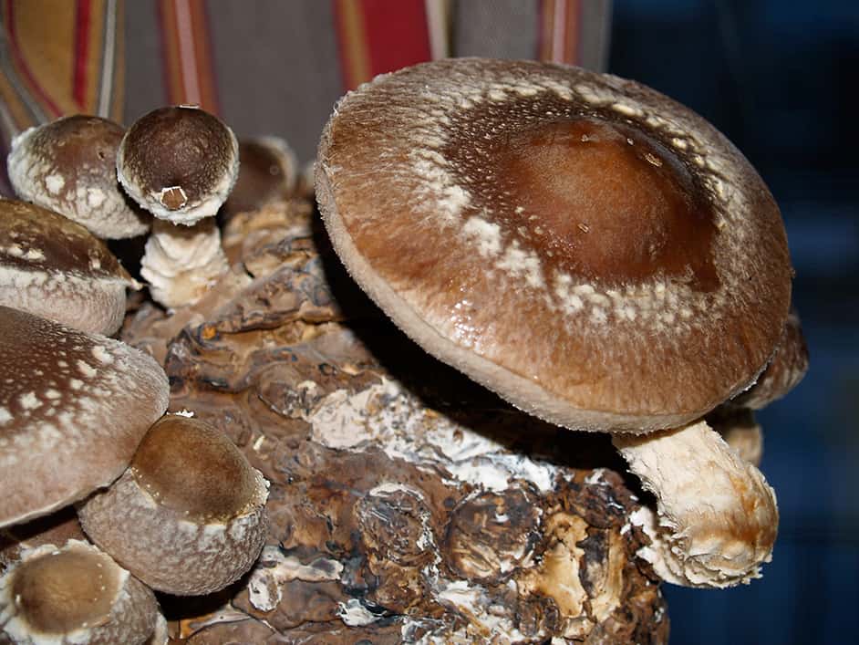 How one can Develop Shitake Mushrooms * Enormous Weblog of Gardening