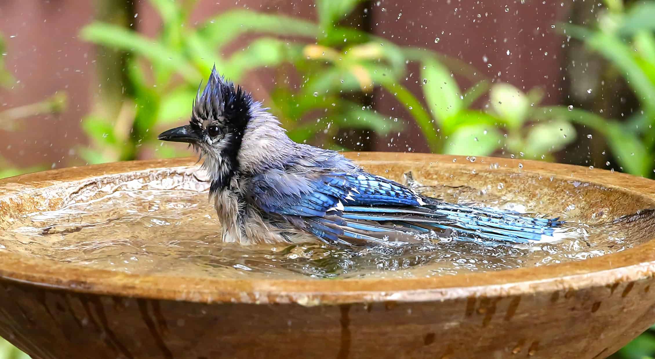 How To Enchantment to Birds to Birdbaths * Enormous Weblog of Gardening