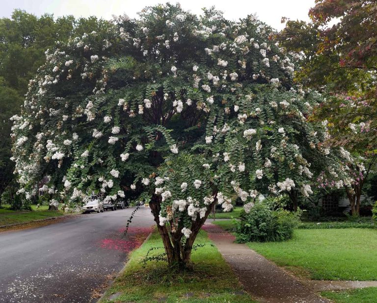 Is It a Small Tree or a Huge Shrub? The Distinction Could Not Be Apparent. * Huge Weblog of Gardening