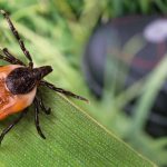 One of the best ways to Avoid Tick Bites (From Any person Who Practically Died of Lyme Sickness) * Big Weblog of Gardening