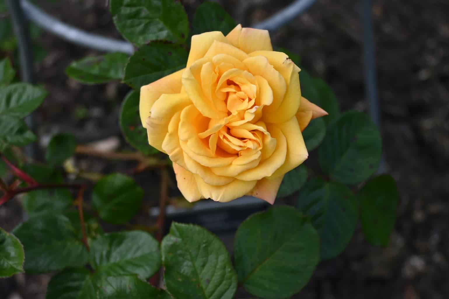 The best way to Deadhead Roses and Totally different Flowers * Big Weblog of Gardening