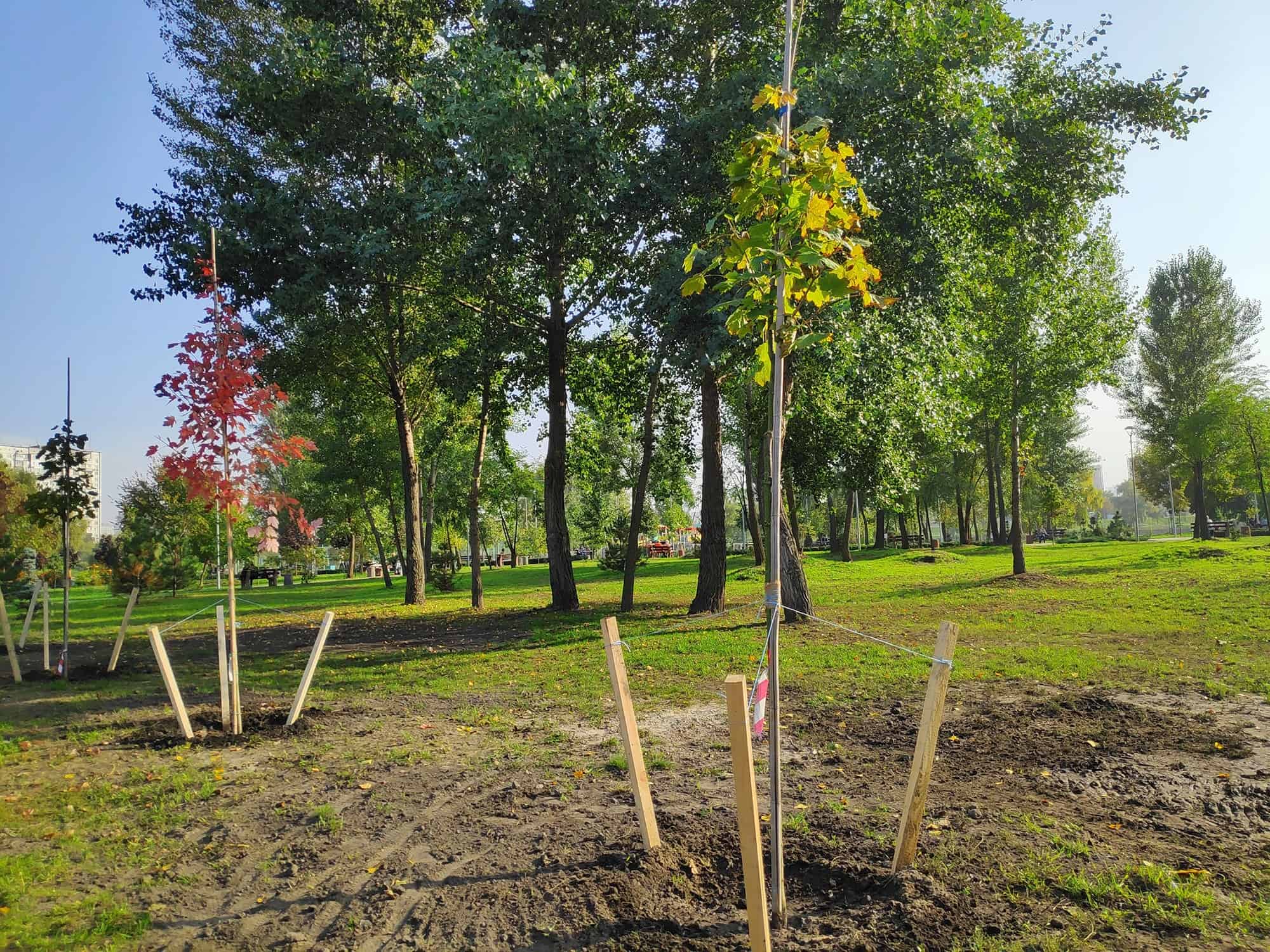 Staking a Tree Is Just about Under no circumstances The Correct Issue To Do * Large Weblog of Gardening