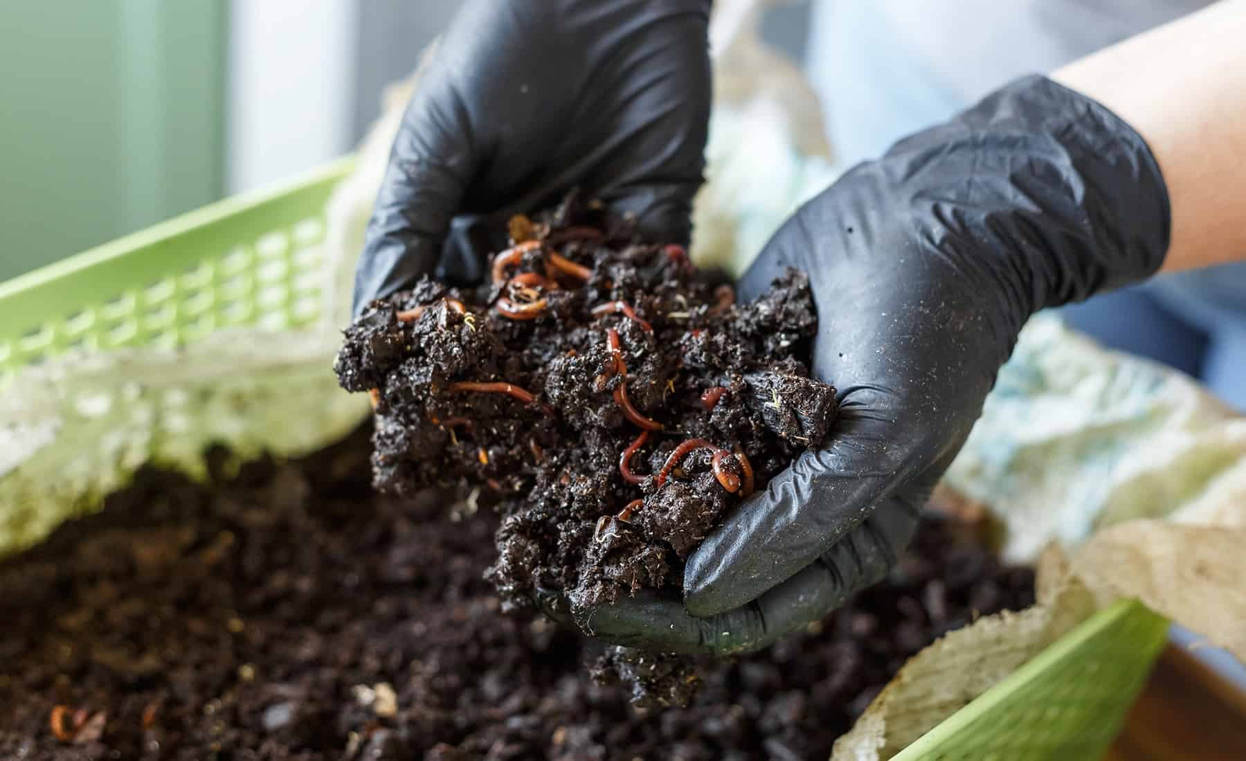 Your Full Info to Worthwhile Vermicomposting * Massive Weblog of Gardening