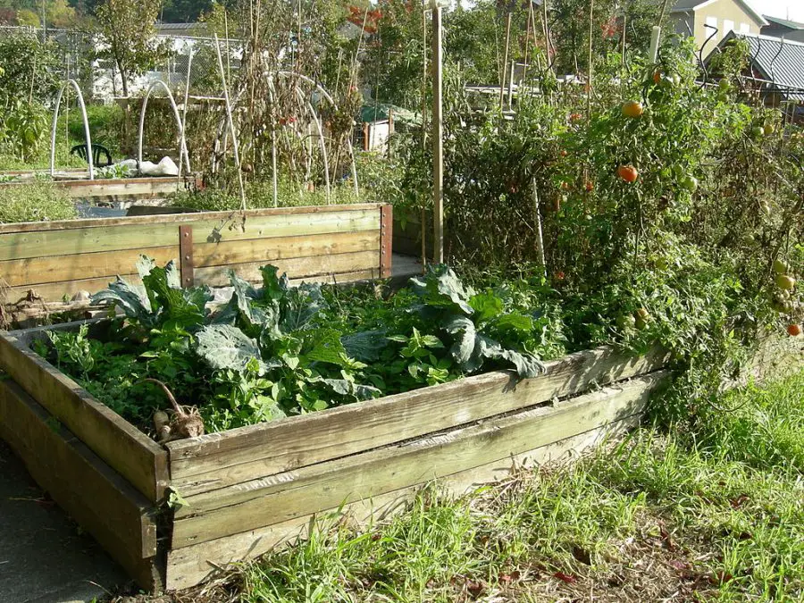 Raised Bed Garden