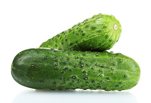 Spacemaster Cucumber Seeds - Heirloom Non-GMO USA Grown - Compact Bush Variety Produces 8" Cucumbers on Compact Vines Perfect for Small Spaces and Container Gardening - by RDR Seeds