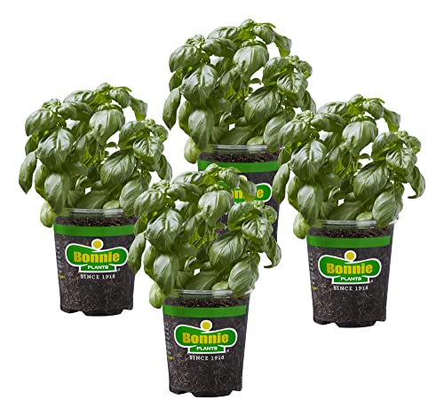 Bonnie Plants Sweet Basil Live Herb Plants - 4 Pack, Warm Season Annual, Italian & Asian Dishes